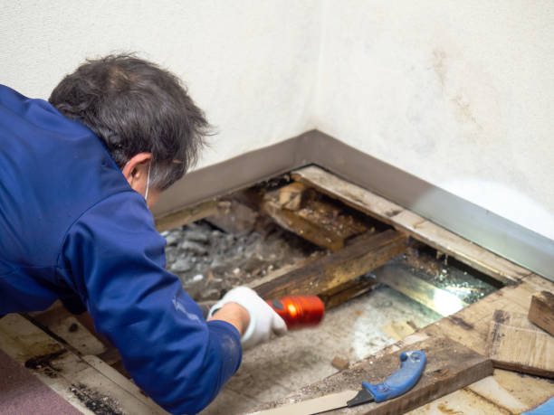 Best Post-Remediation Services in Leisuretowne, NJ