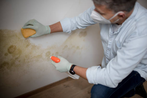 Best Kitchen Mold Remediation in Leisuretowne, NJ