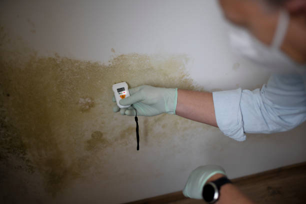 Best Basement Mold Remediation in Leisuretowne, NJ