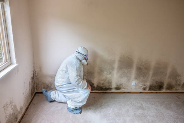 Best Commercial Mold Remediation in Leisuretowne, NJ