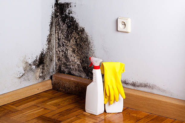 Best Post-Flood Mold Remediation in Leisuretowne, NJ