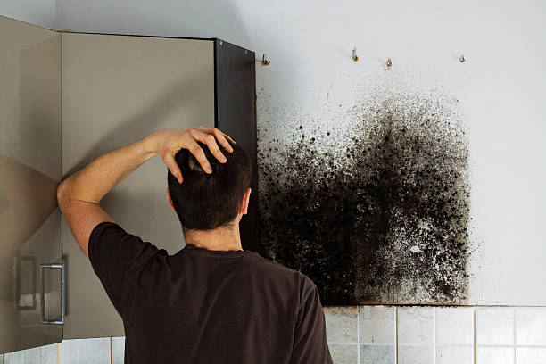 Best DIY Mold Remediation Support Services in Leisuretowne, NJ