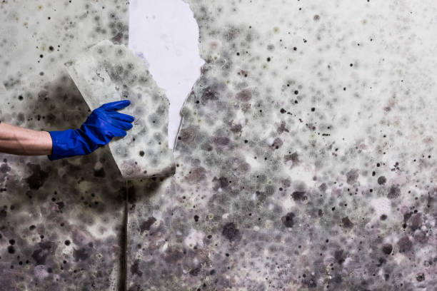 Best Commercial Mold Remediation in Leisuretowne, NJ