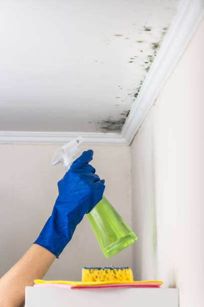 Best White Mold Remediation in Leisuretowne, NJ